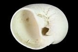 Pleistocene Gastropod Mollusk (Polinices) Fossil - Florida #148565-1